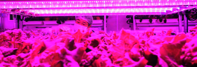 Panasonic, Singapore, indoor farm, indoor farms, indoor farming, farm, farms, farming, food, food supply, vertical farming, vertical farm, vertical farms, LEDs, LED light, LED lights, produce, greens, vegetable, vegetables
