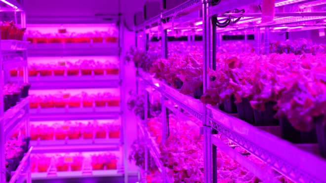 Panasonic, Singapore, indoor farm, indoor farms, indoor farming, farm, farms, farming, food, food supply, vertical farming, vertical farm, vertical farms, LEDs, LED light, LED lights, produce, greens, vegetable, vegetables