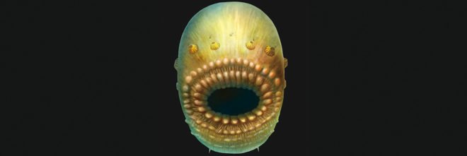 deuterostome, science, evolution, saccorhytus, University of Cambridge, biology