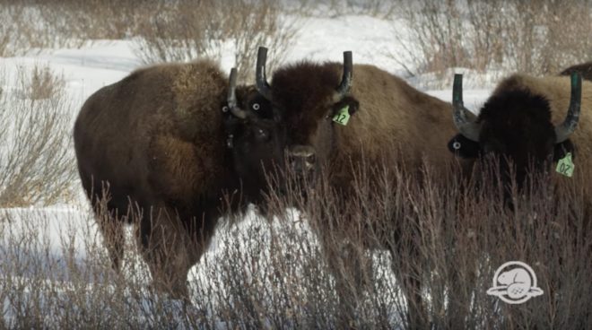 bison, endangered species, wild bison, Canadian bison, conservation, conservation efforts, Banff National Park