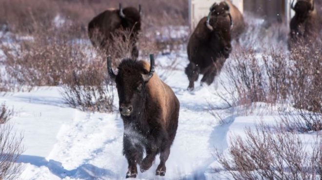 bison, endangered species, wild bison, Canadian bison, conservation, conservation efforts, Banff National Park