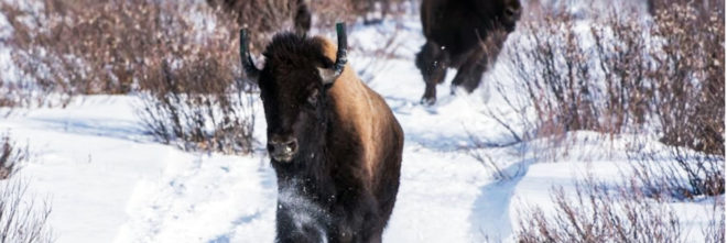 bison, endangered species, wild bison, Canadian bison, conservation, conservation efforts, Banff National Park