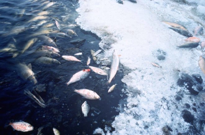 ocean oxygenation, ocean oxygen content, global warming,climate change,declining ocean oxygen, fisheries,marine habitat, marine life, oxygen minimum zones, dead zones