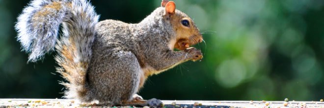 Nutella, squirrels, Prince Charles, U.K., United Kingdom, Great Britain