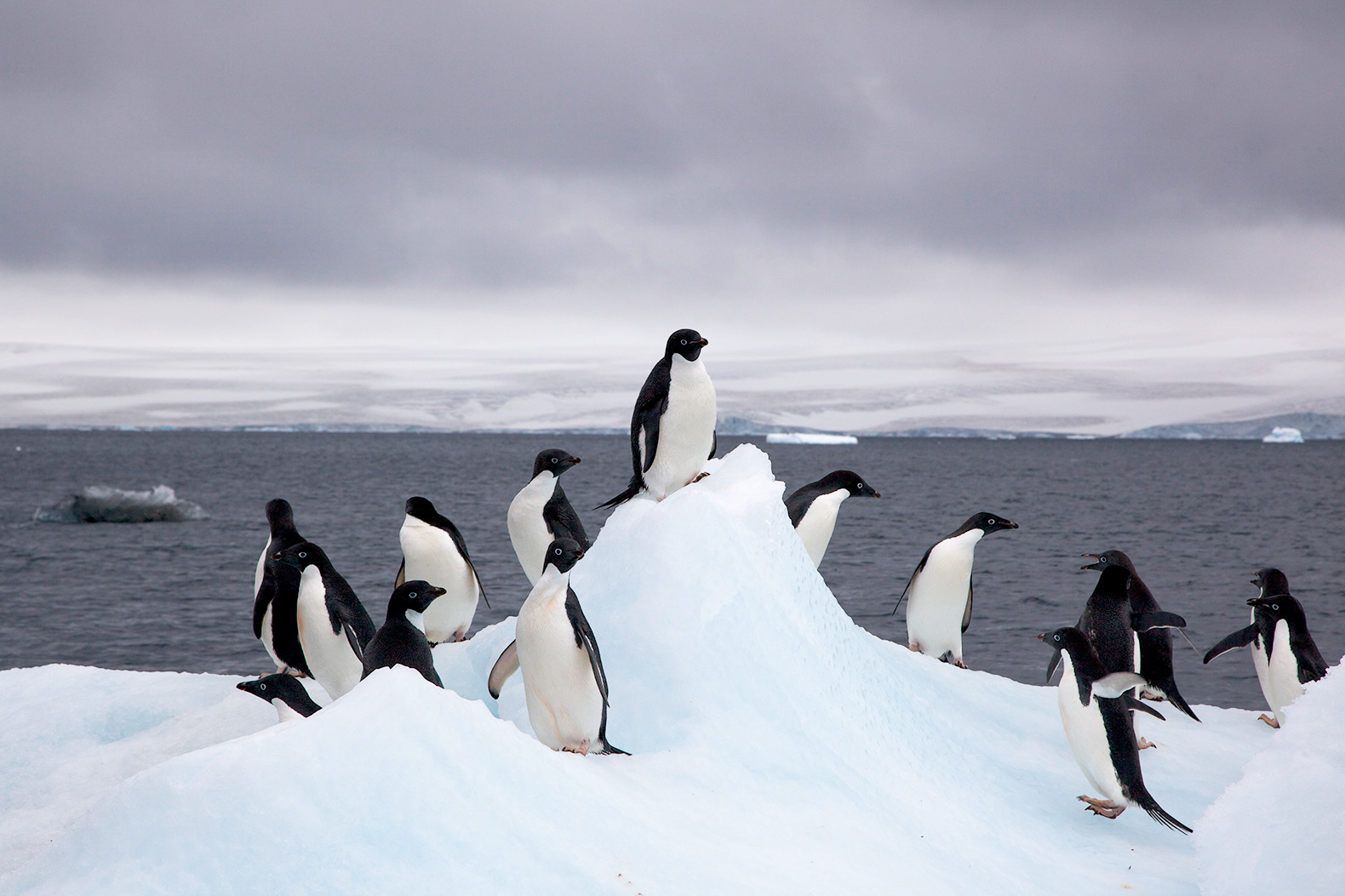 World Meteorological Organization, Argentine Research Base Esperanza, Esperanza base, WMO, meteorology, climate, climate change, global warming, environment, research, Antarctica, Antarctic, Antarctic continent, Antarctic Region, Antarctic Peninsula, temperature, temperatures, high temperatures, record temperatures