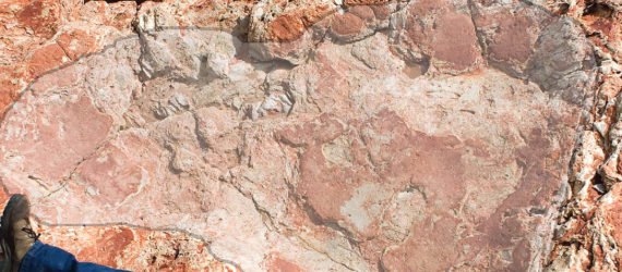 University of Queensland, Australia's Jurassic Park, Australia dinosaur tracks, Australia stegosaurus tracks, Australia largest dinosaur tracks, largest dinosaur tracks, Australia diverse dinosaur tracks, Western Australia dinosaur tracks, sauropod tracks, Goolarabooloo people dinosaur tracks