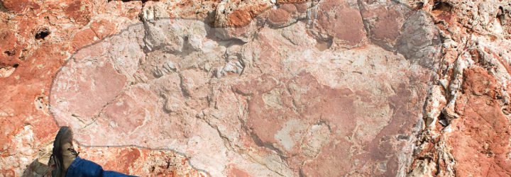 University of Queensland, Australia's Jurassic Park, Australia dinosaur tracks, Australia stegosaurus tracks, Australia largest dinosaur tracks, largest dinosaur tracks, Australia diverse dinosaur tracks, Western Australia dinosaur tracks, sauropod tracks, Goolarabooloo people dinosaur tracks