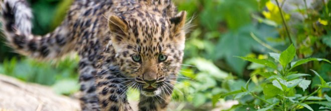 China, national park, national parks, new national park, big cat, big cats, endangered, endangered species, endangered big cats, Siberian tiger, Siberian tigers, tiger, tigers, Amur leopard, Amur leopards, leopard, leopards, animals, wildlife, wildlife protection, wildlife sanctuary