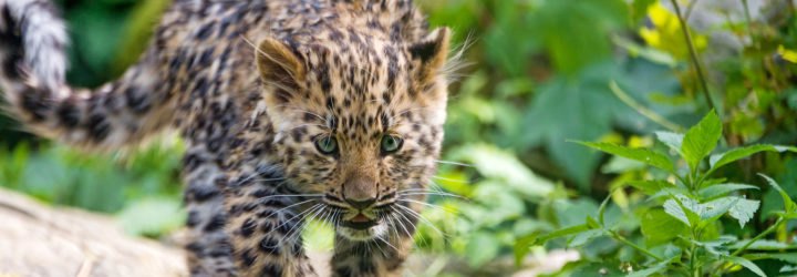 China, national park, national parks, new national park, big cat, big cats, endangered, endangered species, endangered big cats, Siberian tiger, Siberian tigers, tiger, tigers, Amur leopard, Amur leopards, leopard, leopards, animals, wildlife, wildlife protection, wildlife sanctuary