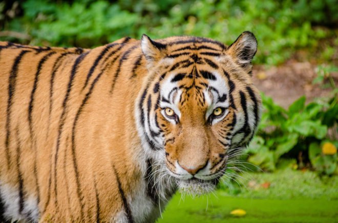 China, national park, national parks, new national park, big cat, big cats, endangered, endangered species, endangered big cats, Siberian tiger, Siberian tigers, tiger, tigers, Amur leopard, Amur leopards, leopard, leopards, animals, wildlife, wildlife protection, wildlife sanctuary