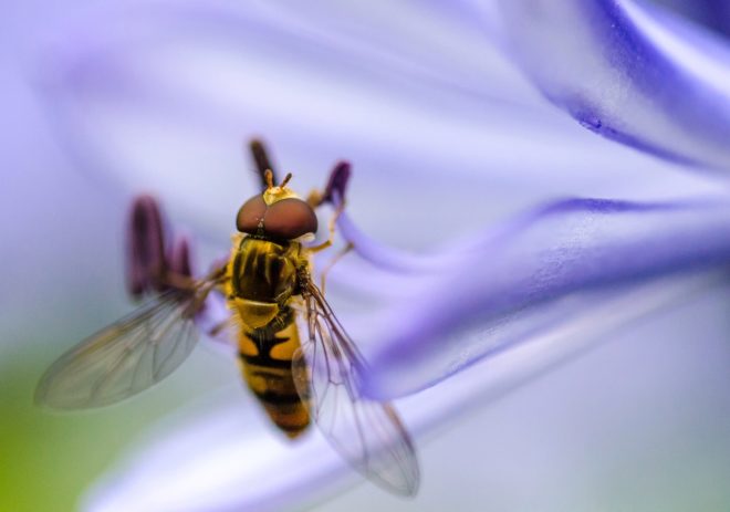 pollinators, bee population, native bees, bees