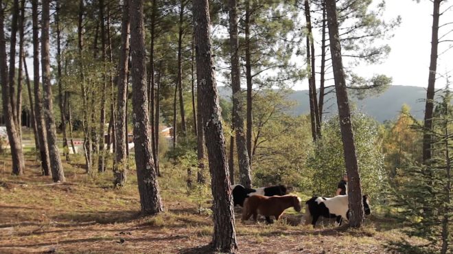 Ecocubo, Ecocubo house, prefabricated cork house, cork architecture, Ecocubo by António Fernandes, cork Ecocubo house, Ecocubo pop up home,