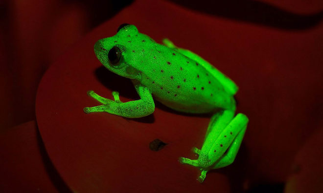 Bernardino Rivadavia Natural Sciences Museum, fluorescent frog, fluorescent frogs, fluorescent tree frog, fluorescent tree frogs, frog, frogs, tree frog, tree frogs, fluorescent, fluorescence, amphibian, amphibians, animal, animals, South America