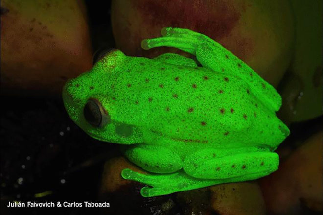 Bernardino Rivadavia Natural Sciences Museum, fluorescent frog, fluorescent frogs, fluorescent tree frog, fluorescent tree frogs, frog, frogs, tree frog, tree frogs, fluorescent, fluorescence, amphibian, amphibians, animal, animals, South America