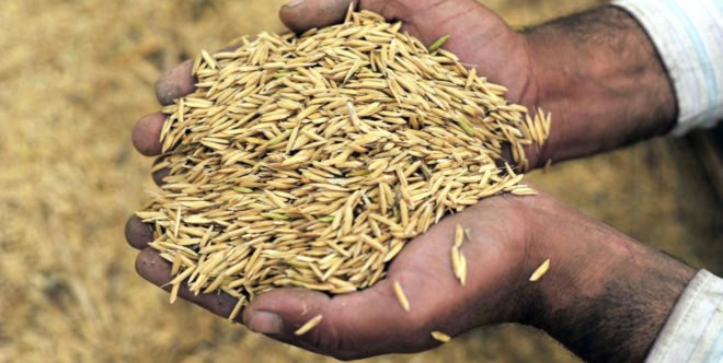 Husk-to-Home, affordable housing, rice husk, Bourns College of Engineering, sustainable building material, termite-resistant materials, green building materials, green architecture, waste materials