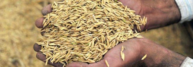 Husk-to-Home, affordable housing, rice husk, Bourns College of Engineering, sustainable building material, termite-resistant materials, green building materials, green architecture, waste materials