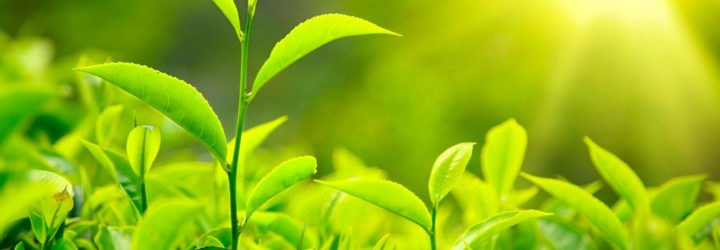 Hydrogen, University of Cambridge, hydrogen fuel, biomass, plant, plants, light, sunlight, solar light, catalytic nanoparticles, lignocellulose, chemical reaction, chemistry, fuel, alternative energy, alternative fuel, Cambridge, science