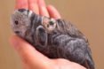 Akie Nakata, japanese stone artist, japanese stone art, painted rocks, painted rock animals, rock art, japanese art, Akie Nakata Stone Animal Art, rock artist, stone artist, animal designs, animal art, animal artists, animal stone art