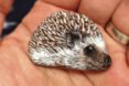 Akie Nakata, japanese stone artist, japanese stone art, painted rocks, painted rock animals, rock art, japanese art, Akie Nakata Stone Animal Art, rock artist, stone artist, animal designs, animal art, animal artists, animal stone art