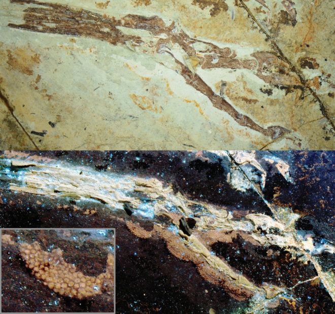 Anchiornis, University of Hong Kong, paleontology, dinosaurs, Michael Pittman