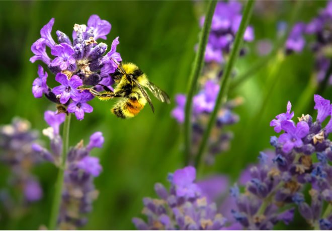 bee, declining bee population, endangered species, pesticides