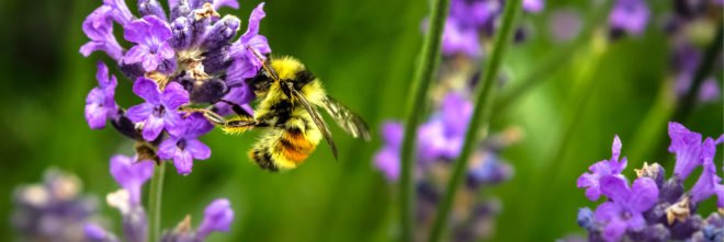 bee, declining bee population, endangered species, pesticides