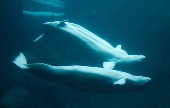 environment, gas leak, alaska, pipeline, natural gas, methane, endangered species, beluga whales, natural gas leak endangering belugas won't be fixed until march, alaska pipeline leak endangering belugas