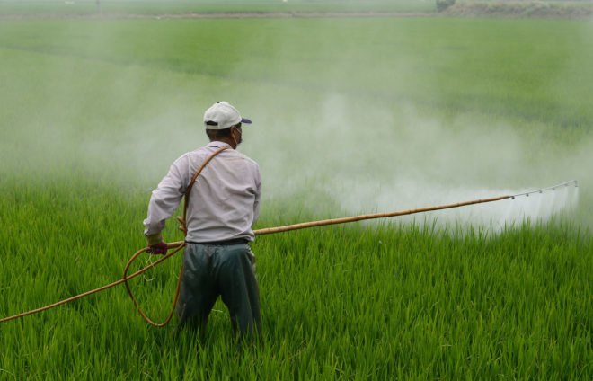 Chlorpyrifos, pesticides, trump administration, epa, environmental protection agency, scott pruitt, agriculture, pesticide spraying, pesticide ban
