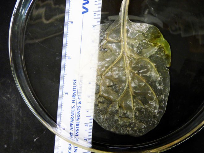 spinach, Worcester Polytechnic Institute, cardiology, biomedical engineering, human tissue regeneration