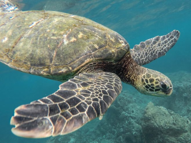 sea turtles, turtles, Thailand, animal cruelty, animals, wildlife, wildlife conservation