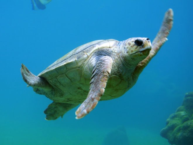 sea turtles, turtles, Thailand, animal cruelty, animals, wildlife, wildlife conservation