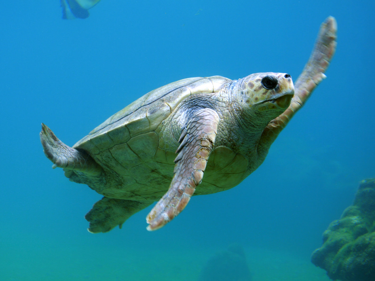 sea turtles, turtles, Thailand, animal cruelty, animals, wildlife, wildlife conservation