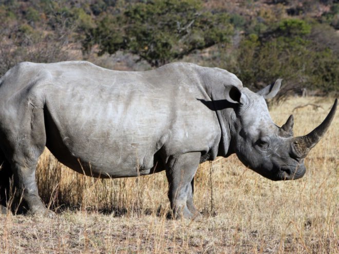 rhinos, rhinoceroses, white rhinos, poaching, poachers, rhino horn, zoos, Czech Republic