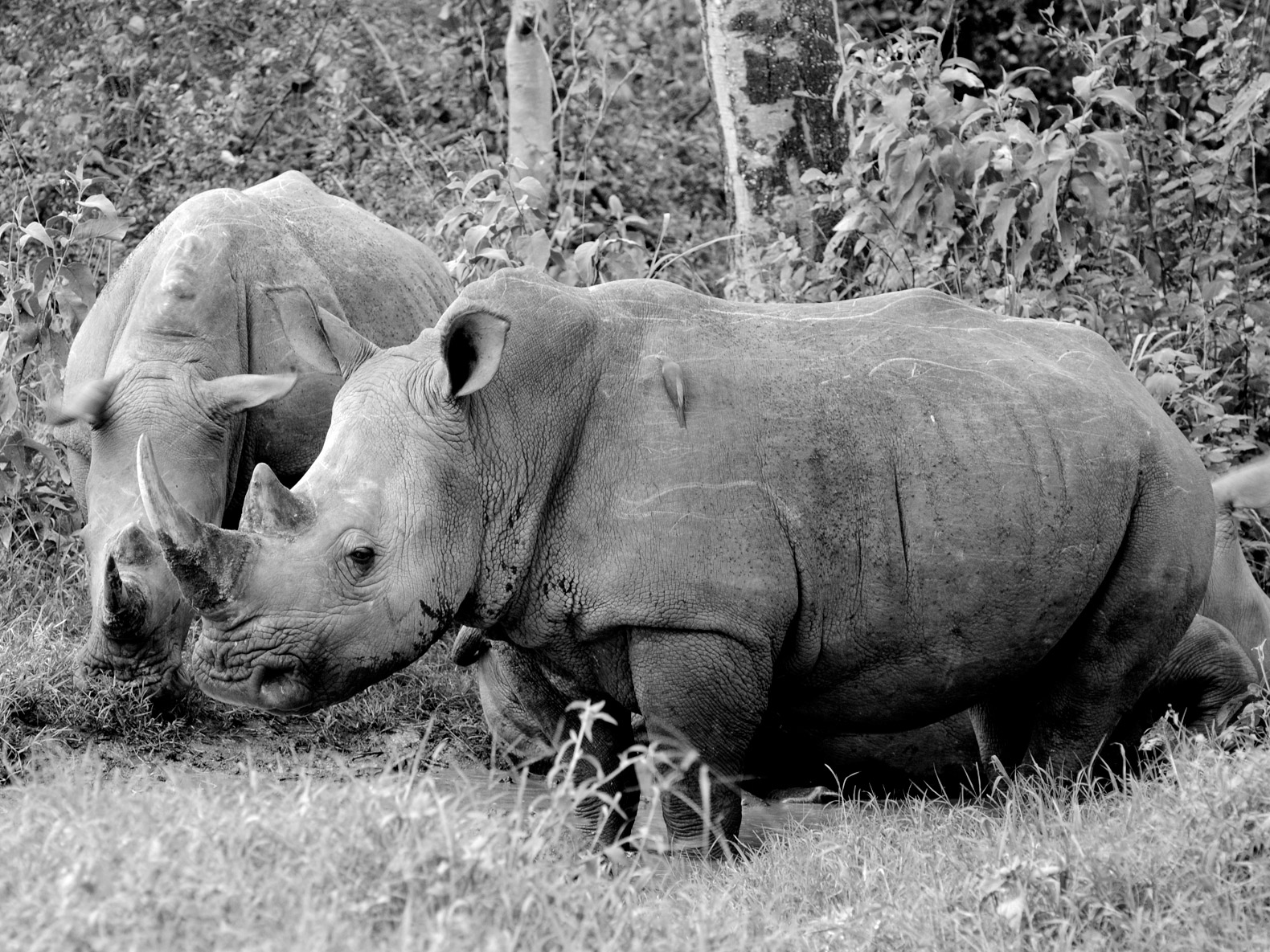 rhinos, rhinoceroses, white rhinos, poaching, poachers, rhino horn, zoos, Czech Republic