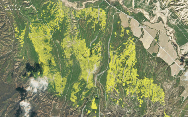 Planet, Planet Labs, KQED, California, super bloom, wildflower bloom, flower, flowers, wildflower, wildflowers, nature, environment, natural beauty, satellite, satellites, satellite image, satellite images, satellite imagery
