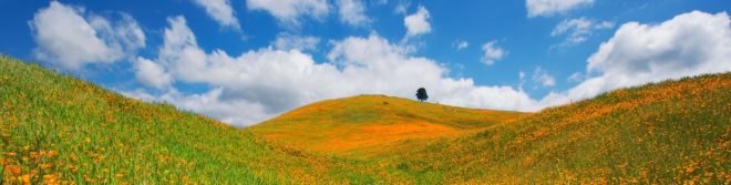 California, drought, Jerry Brown, water conservation