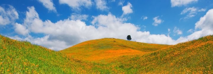 California, drought, Jerry Brown, water conservation