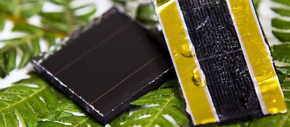 RMIT University, RMIT, fern, ferns, American fern, American ferns, western swordfern, western swordferns, fractal, fractals, electrode, electrodes, energy, energy storage, solar storage, solar, solar energy, solar power, solar cell, solar cells