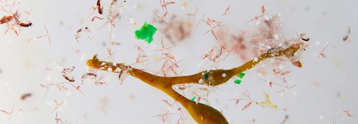 Plastic, plastic pollution, ocean plastic, ocean, oceans, Arctic Ocean, Arctic, Arctic waters, Greenland Sea, Barents Sea, Norway, garbage patch, plastic garbage patch, plastic garbage, plastic trash, Anna Deniaud, Tara Expeditions Foundation