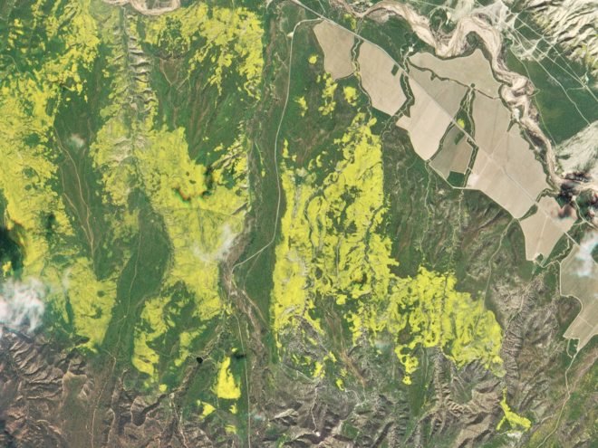 Planet, Planet Labs, KQED, California, super bloom, wildflower bloom, flower, flowers, wildflower, wildflowers, nature, environment, natural beauty, satellite, satellites, satellite image, satellite images, satellite imagery