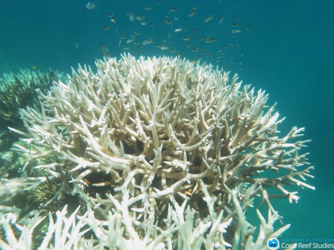 ARC Centre of Excellence for Coral Reef Studies, Australia, Great Barrier Reef, coral, coral reef, coral reefs, coral bleaching, bleached coral, mass bleaching, mass bleaching event, global warming, climate change, environment, environmental destruction