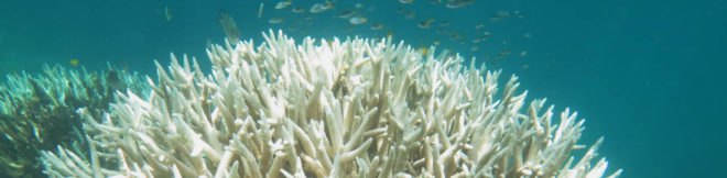 ARC Centre of Excellence for Coral Reef Studies, Australia, Great Barrier Reef, coral, coral reef, coral reefs, coral bleaching, bleached coral, mass bleaching, mass bleaching event, global warming, climate change, environment, environmental destruction