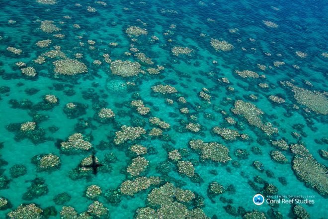 ARC Centre of Excellence for Coral Reef Studies, Australia, Great Barrier Reef, coral, coral reef, coral reefs, coral bleaching, bleached coral, mass bleaching, mass bleaching event, global warming, climate change, environment, environmental destruction