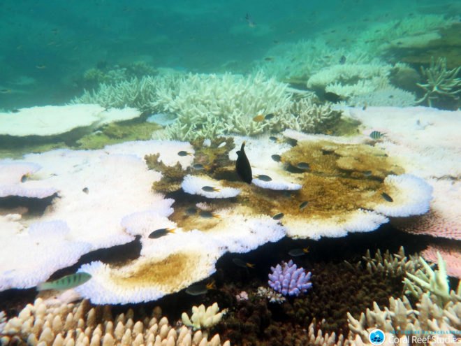 ARC Centre of Excellence for Coral Reef Studies, Australia, Great Barrier Reef, coral, coral reef, coral reefs, coral bleaching, bleached coral, mass bleaching, mass bleaching event, global warming, climate change, environment, environmental destruction