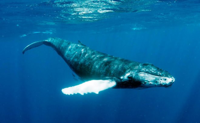 Humpback, humpbacks, humpback whale, humpback whales, whale, whales, animal, animals, National Oceanic and Atmospheric Administration, NOAA, Unusual Mortality Event, whale death, whale deaths, beached whales, stranded whales, whale stranding, ocean
