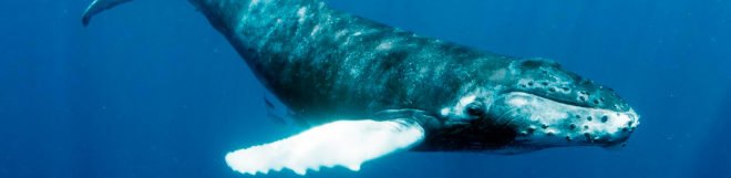 Humpback, humpbacks, humpback whale, humpback whales, whale, whales, animal, animals, National Oceanic and Atmospheric Administration, NOAA, Unusual Mortality Event, whale death, whale deaths, beached whales, stranded whales, whale stranding, ocean
