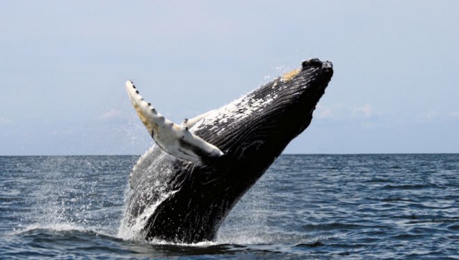 Humpback, humpbacks, humpback whale, humpback whales, whale, whales, animal, animals, National Oceanic and Atmospheric Administration, NOAA, Unusual Mortality Event, whale death, whale deaths, beached whales, stranded whales, whale stranding, ocean