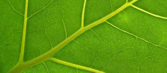 Leaf, leaves, leaf vein, leaf veins, leaf vein structure, nature, biology, chemistry, science, battery, batteries, technology, bio-inspiration, bio-inspired