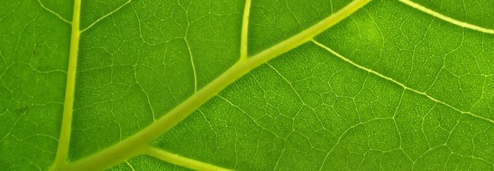 Leaf, leaves, leaf vein, leaf veins, leaf vein structure, nature, biology, chemistry, science, battery, batteries, technology, bio-inspiration, bio-inspired