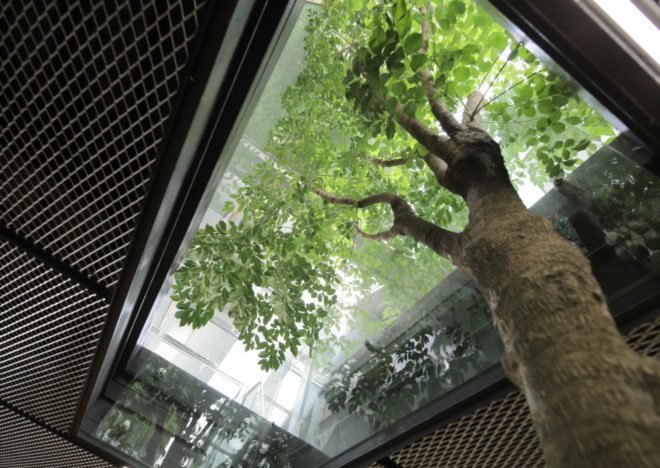 O-office Architects, work studios, plant house, green work-studio, green offices, garden office space, green work space, plants for office space, locally-sourced materials, timber and glass buildings, Guangzhou plant house, Chinese architecture, plant infused buildings, garden space, urban gardens, greenhouse, reformed greenhouse